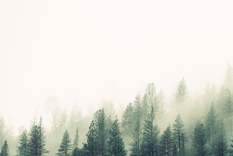 Forest with fog